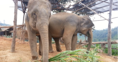 Elephant Nature Park Chiang Mai