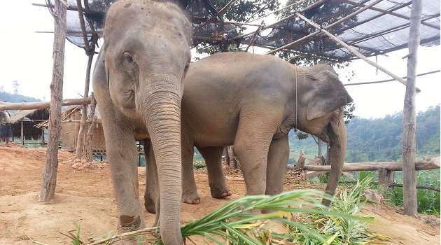 Elephant Nature Park Chiang Mai